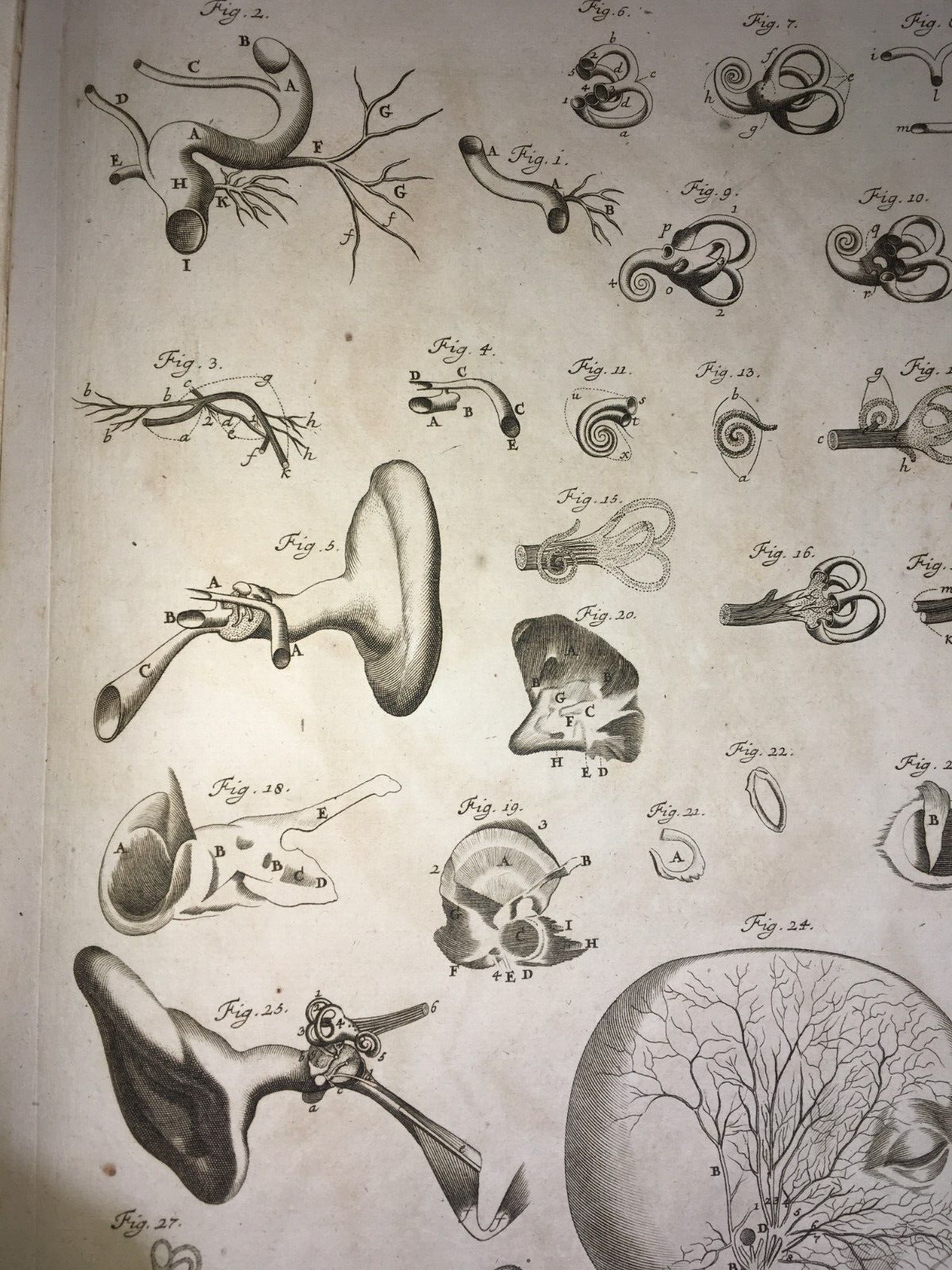 Medicina, Anatomia Umana: L'Orecchio E Il Nervo Trigemino
