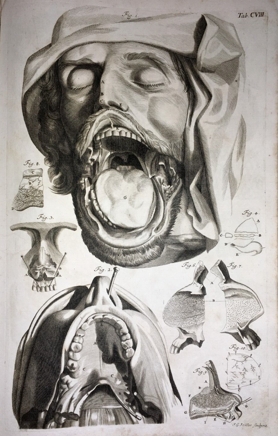 Anatomia Umana: Otorinolaringoiatria. Bocca, Gola, Denti E Orecchie (Seiller)