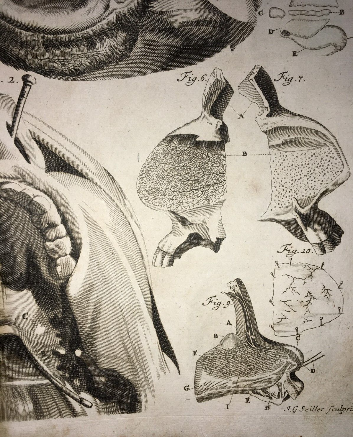Anatomia Umana: Otorinolaringoiatria. Bocca, Gola, Denti E Orecchie (Seiller)
