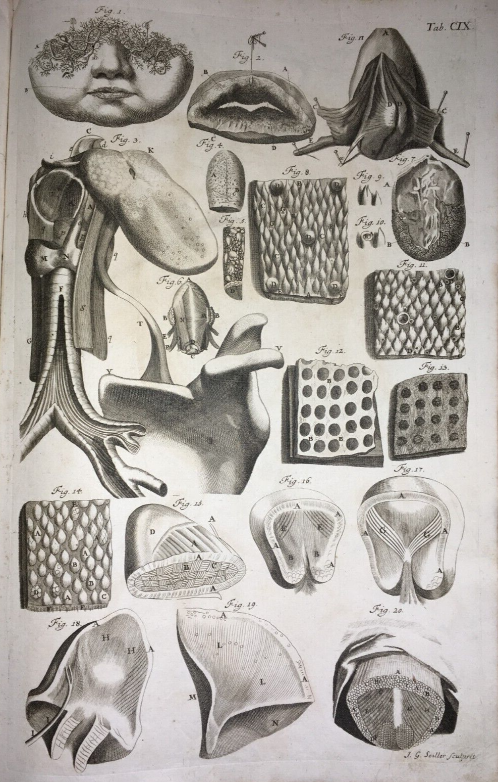Medicina   Anatomia Umana   Organi Della Bocca E Lingua   Artista Seiller   XVIII Secolo