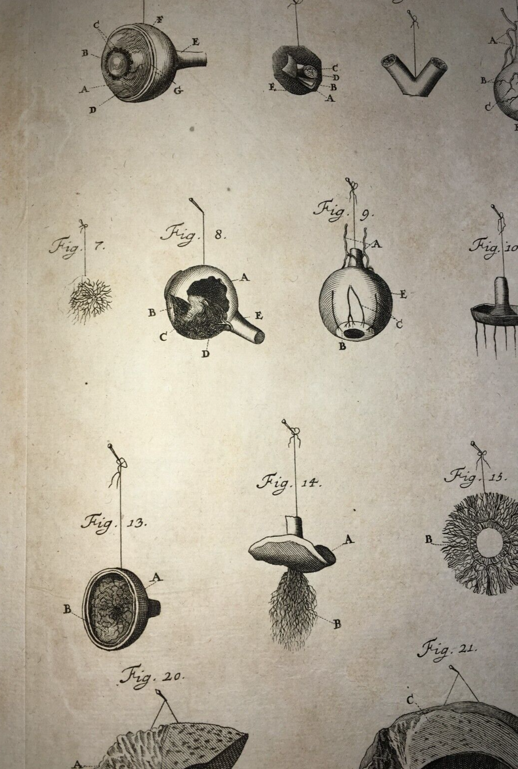 Medicina, Anatomia Umana: L'Occhio. Incisione Di Johann Georg Seiller, XVIII Secolo