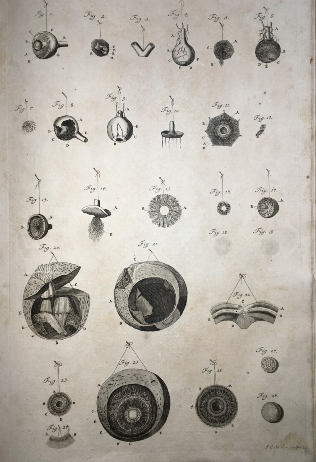 Medicina, Anatomia Umana: L'Occhio. Incisione Di Johann Georg Seiller, XVIII Secolo