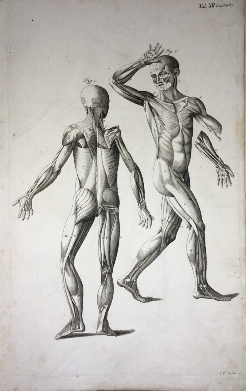 Medicina   Anatomia Umana   Apparato Muscolare Anteriore E Posteriore   Seiller   XVIII Secolo