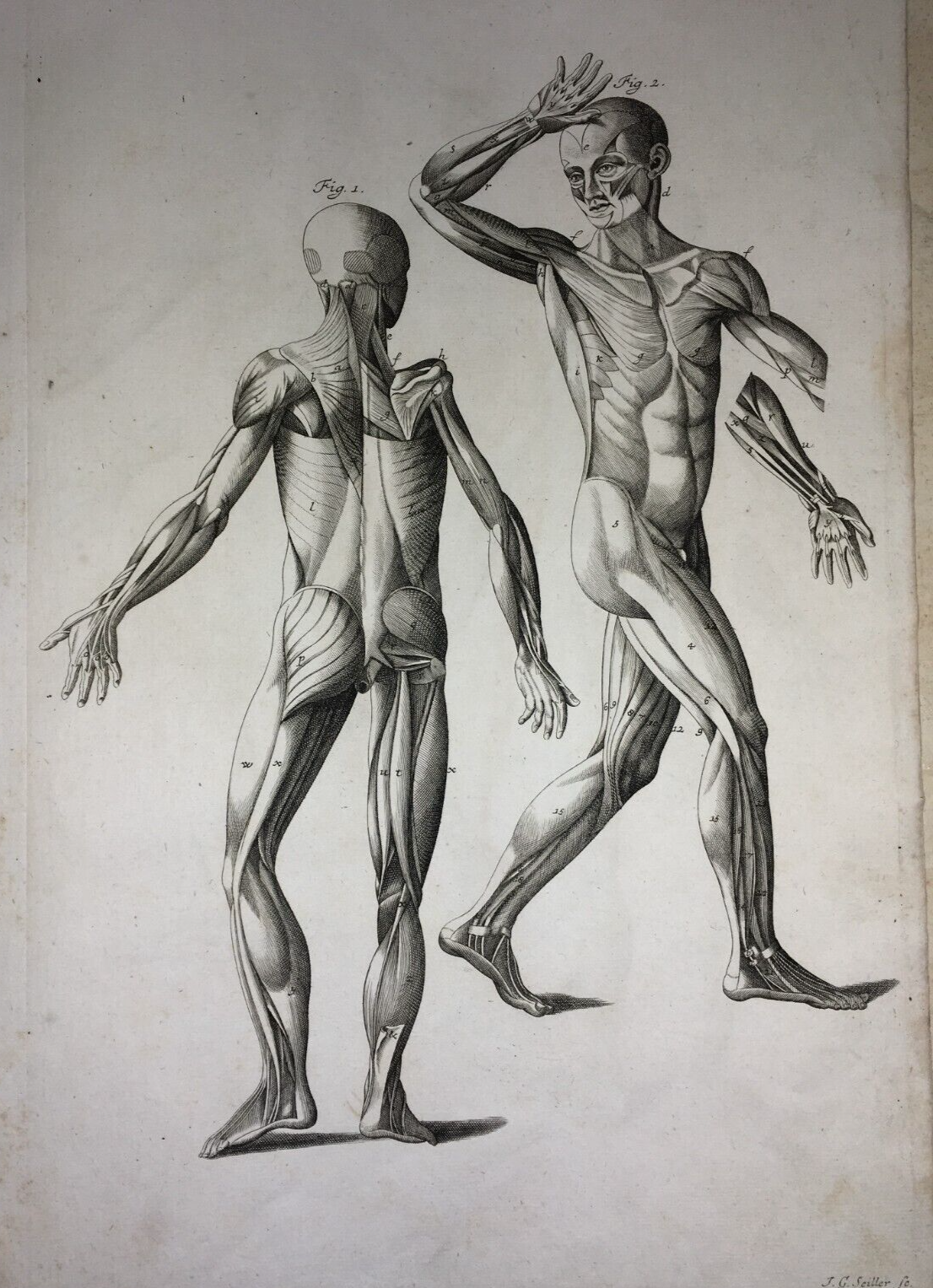 Medicina   Anatomia Umana   Apparato Muscolare Anteriore E Posteriore   Seiller   XVIII Secolo