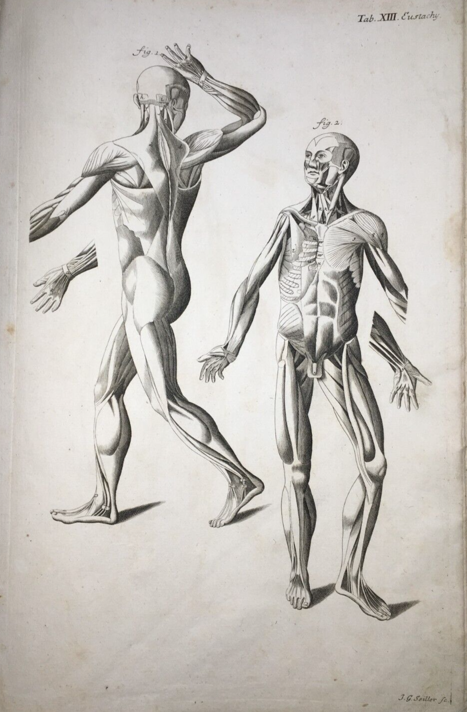 Medicina: Anatomia Umana, Apparato Muscolare Anteriore E Laterale   Seiller   XVIII Secolo