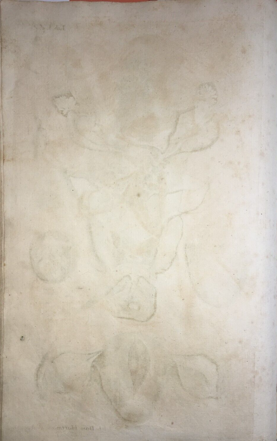 Medicina: Anatomia Umana E Ginecologia. Antica Incisione Di I.D. Hartman, XVIII Secolo.