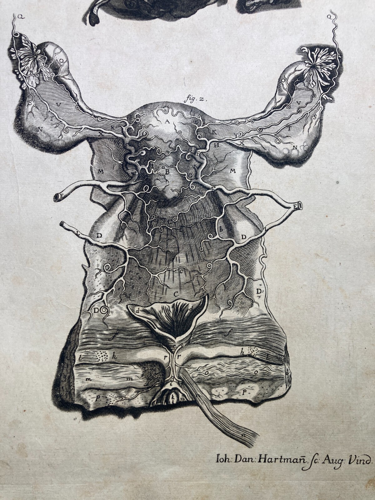 Medicina: Anatomia Umana, Angiologia E Ginecologia (Utero E Ovaie)   Incisore Hartman, XVIII Secolo