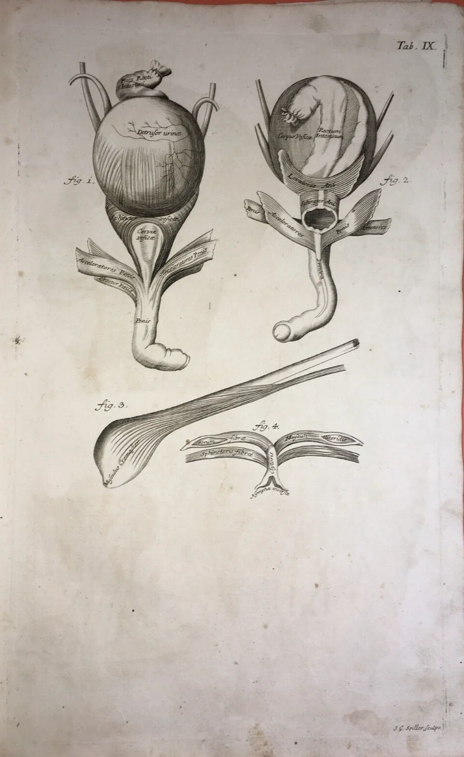 Medicina: Anatomia Umana Maschile, Urologia e Apparato Urinario