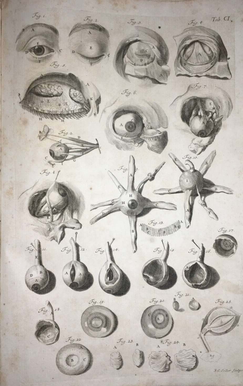 Medicina, Oculistica, Occhio, Vista, Apparato Oculare. Rara Antica Incisione, Seiller