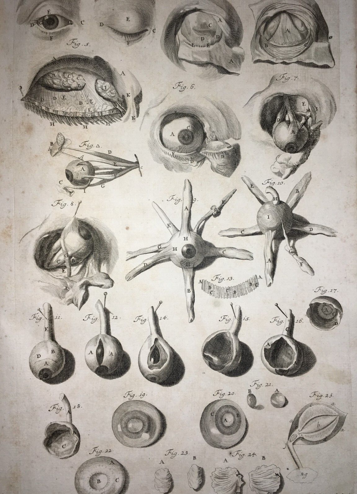 Medicina, Oculistica, Occhio, Vista, Apparato Oculare. Rara Antica Incisione, Seiller