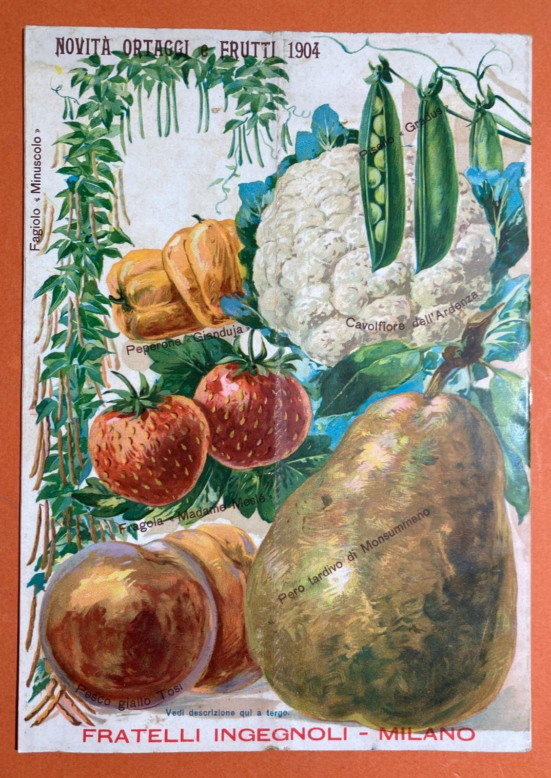 Agraria, Piante, Fiori, Frutta, Kaki: Antico Catalogo Ingegnoli Illustrato, 1904