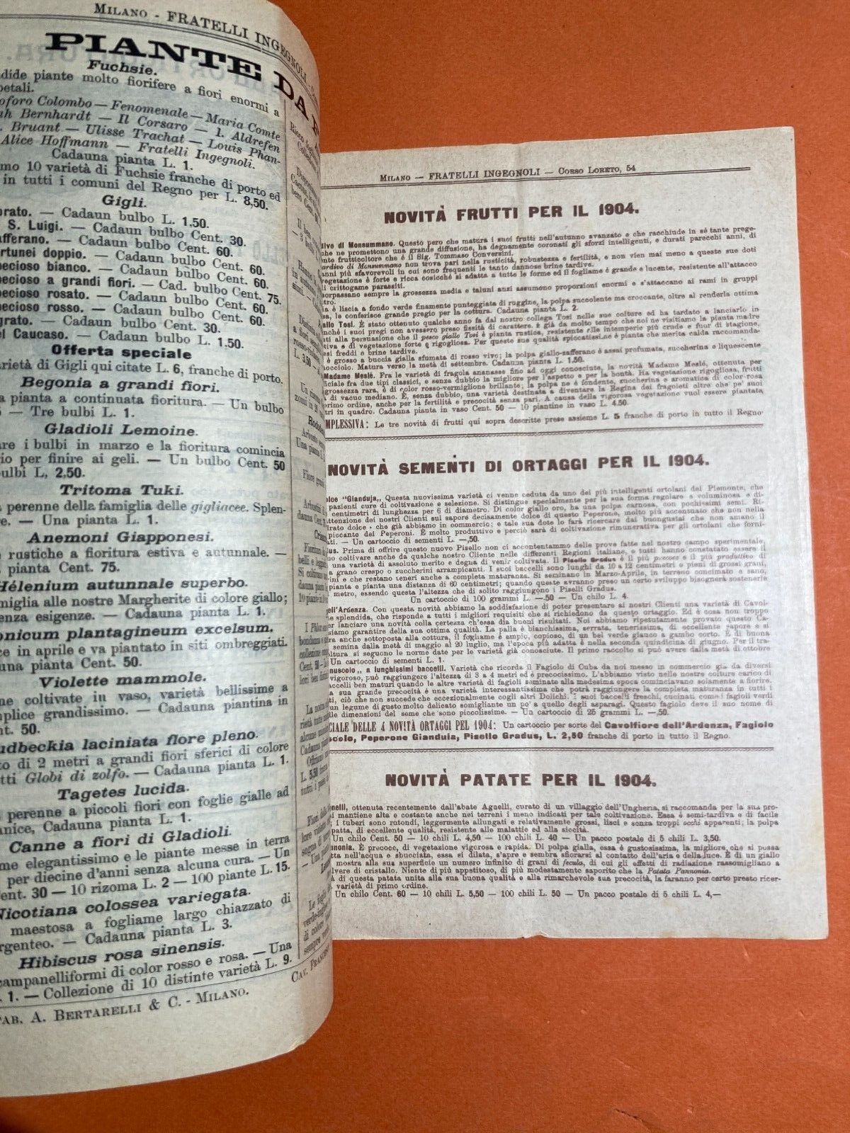 Agraria, Piante, Fiori, Frutta, Kaki: Antico Catalogo Ingegnoli Illustrato, 1904
