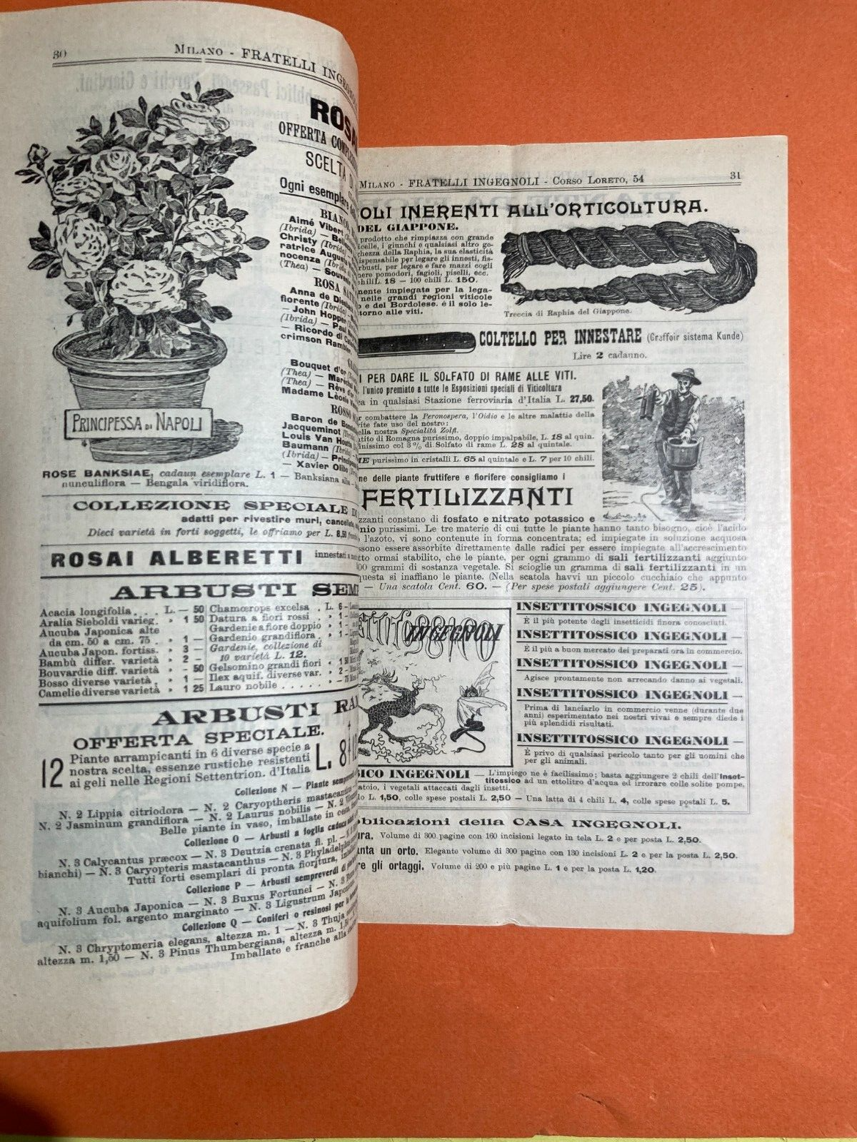 Agraria, Piante, Fiori, Frutta, Kaki: Antico Catalogo Ingegnoli Illustrato, 1904