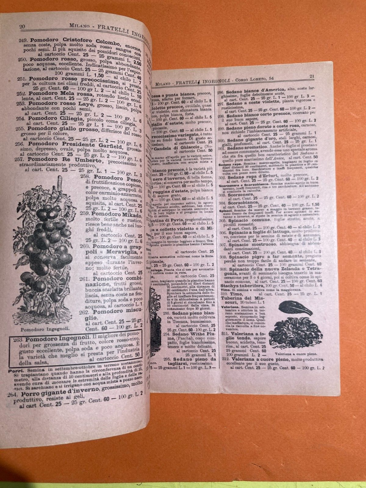 Agraria, Piante, Fiori, Frutta, Kaki: Antico Catalogo Ingegnoli Illustrato, 1904
