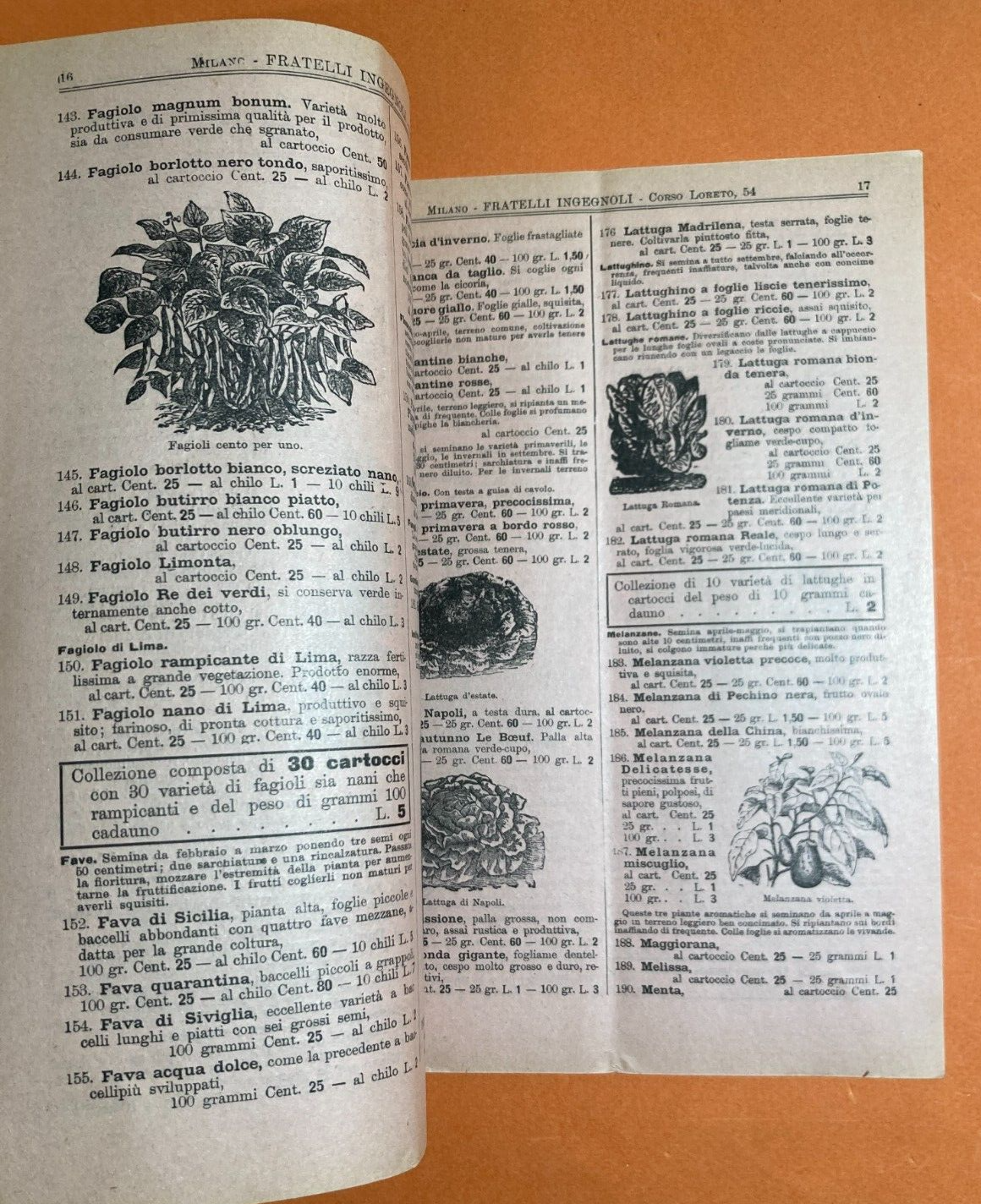 Agraria, Piante, Fiori, Frutta, Kaki: Antico Catalogo Ingegnoli Illustrato, 1904