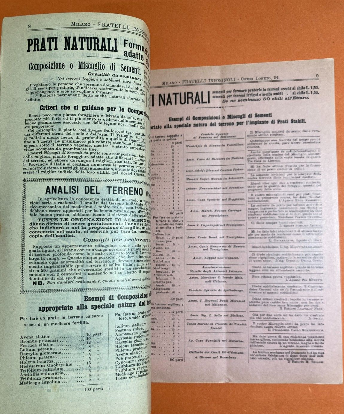 Agraria, Piante, Fiori, Frutta, Kaki: Antico Catalogo Ingegnoli Illustrato, 1904