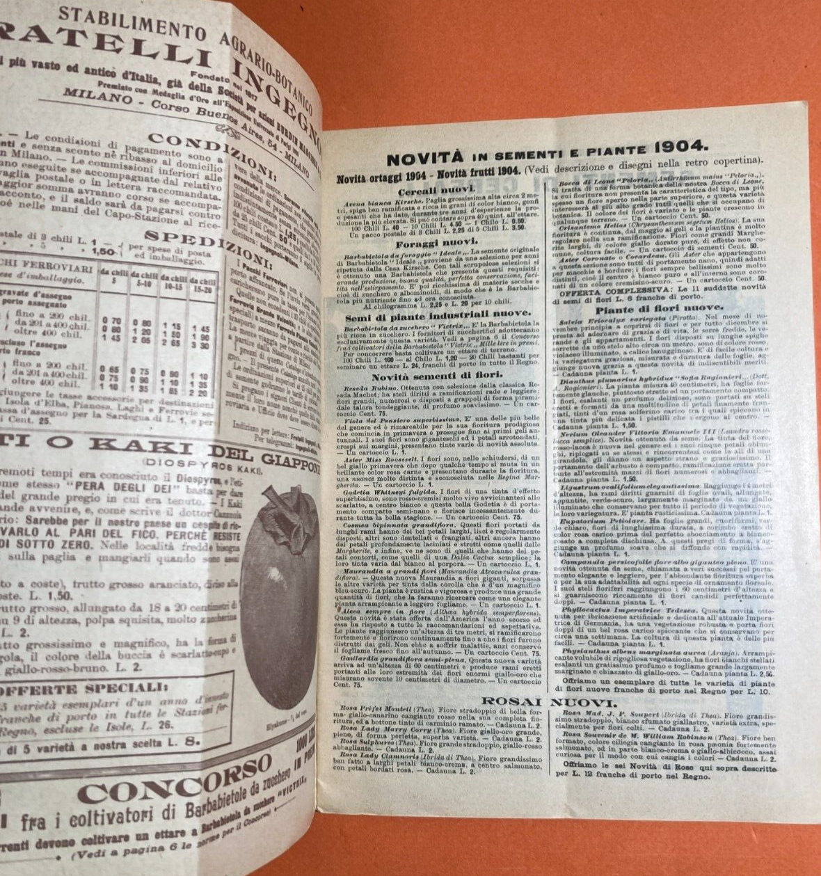 Agraria, Piante, Fiori, Frutta, Kaki: Antico Catalogo Ingegnoli Illustrato, 1904