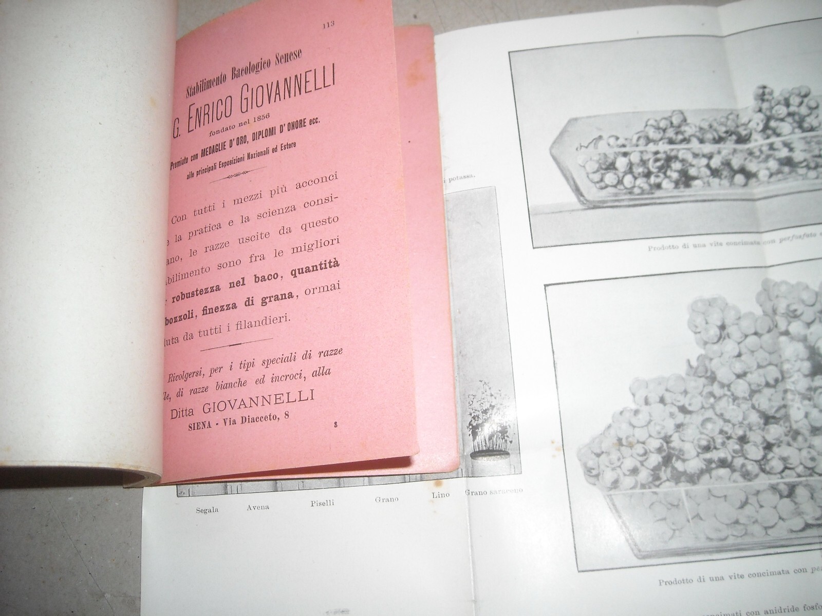 Almanacco Del Nuovo Agricoltore Di Filippo Virgilii, 1901