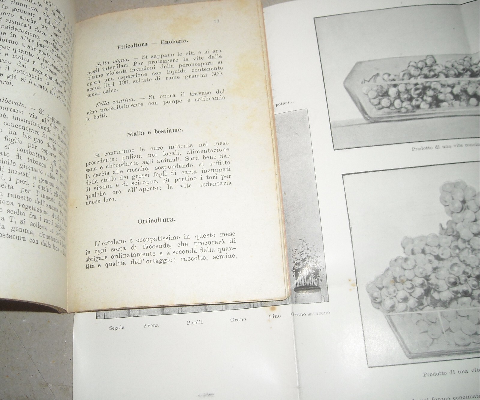 Almanacco Del Nuovo Agricoltore Di Filippo Virgilii, 1901
