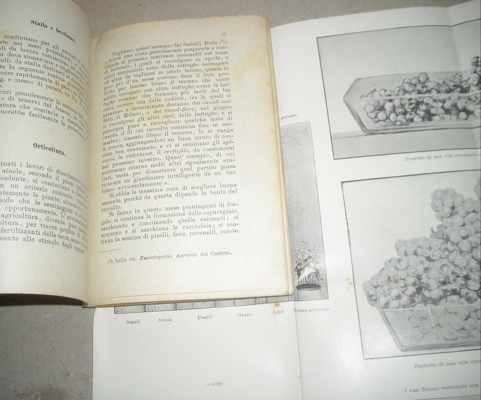 Almanacco Del Nuovo Agricoltore Di Filippo Virgilii, 1901