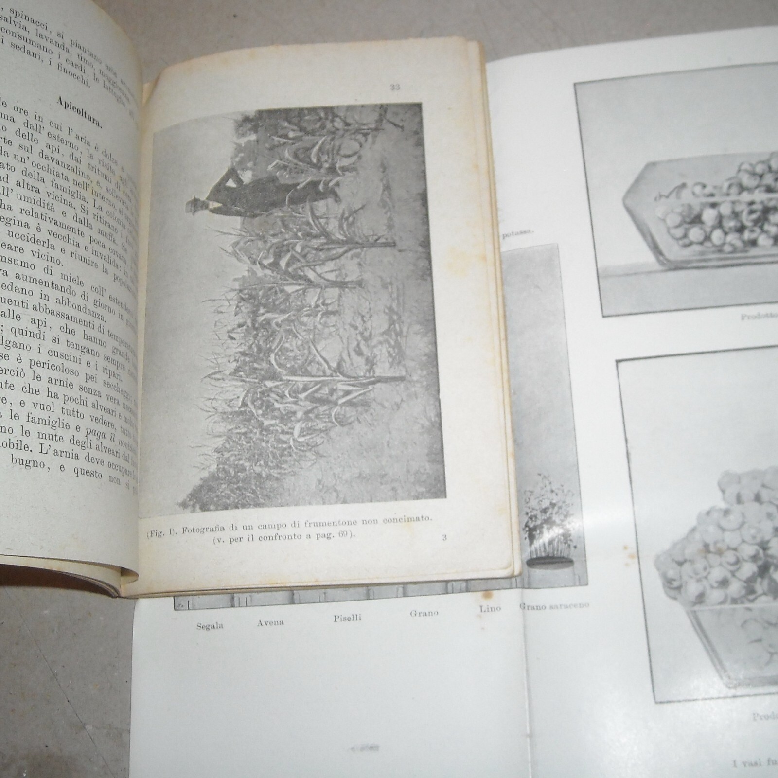 Almanacco Del Nuovo Agricoltore Di Filippo Virgilii, 1901