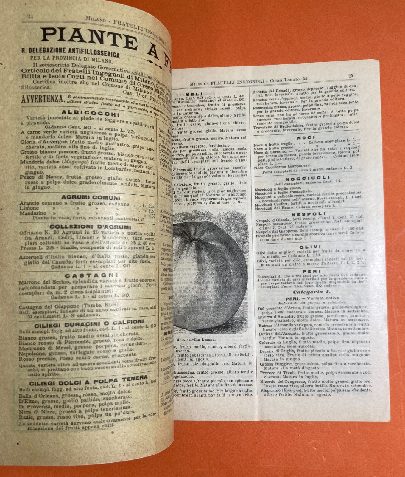 Agraria, Botanica, Ortaggi, Frutta, Fiori, Piante: Antico Catalogo Pubblicitario, 1899