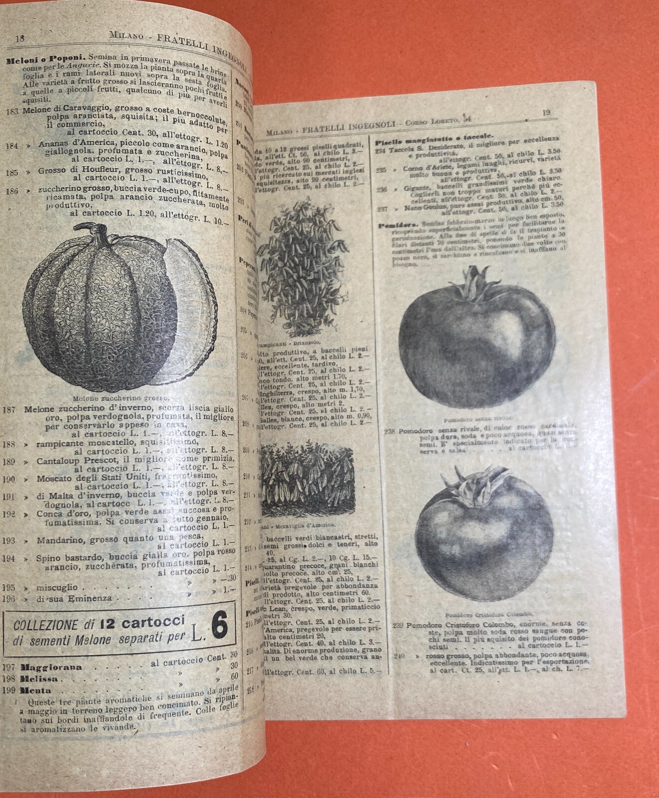 Agraria, Botanica, Ortaggi, Frutta, Fiori, Piante: Antico Catalogo Pubblicitario, 1899