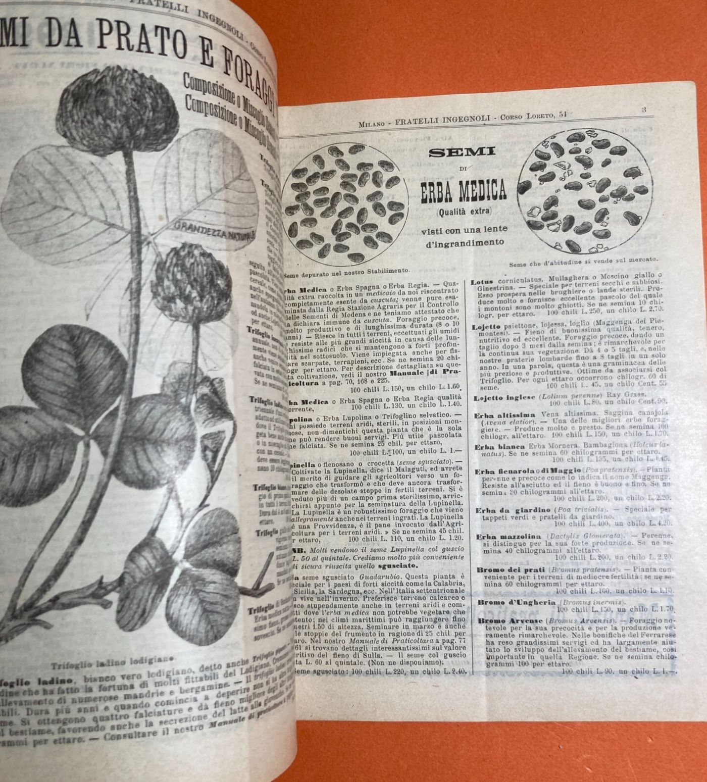 Agraria, Botanica, Ortaggi, Frutta, Fiori, Piante: Antico Catalogo Pubblicitario, 1899