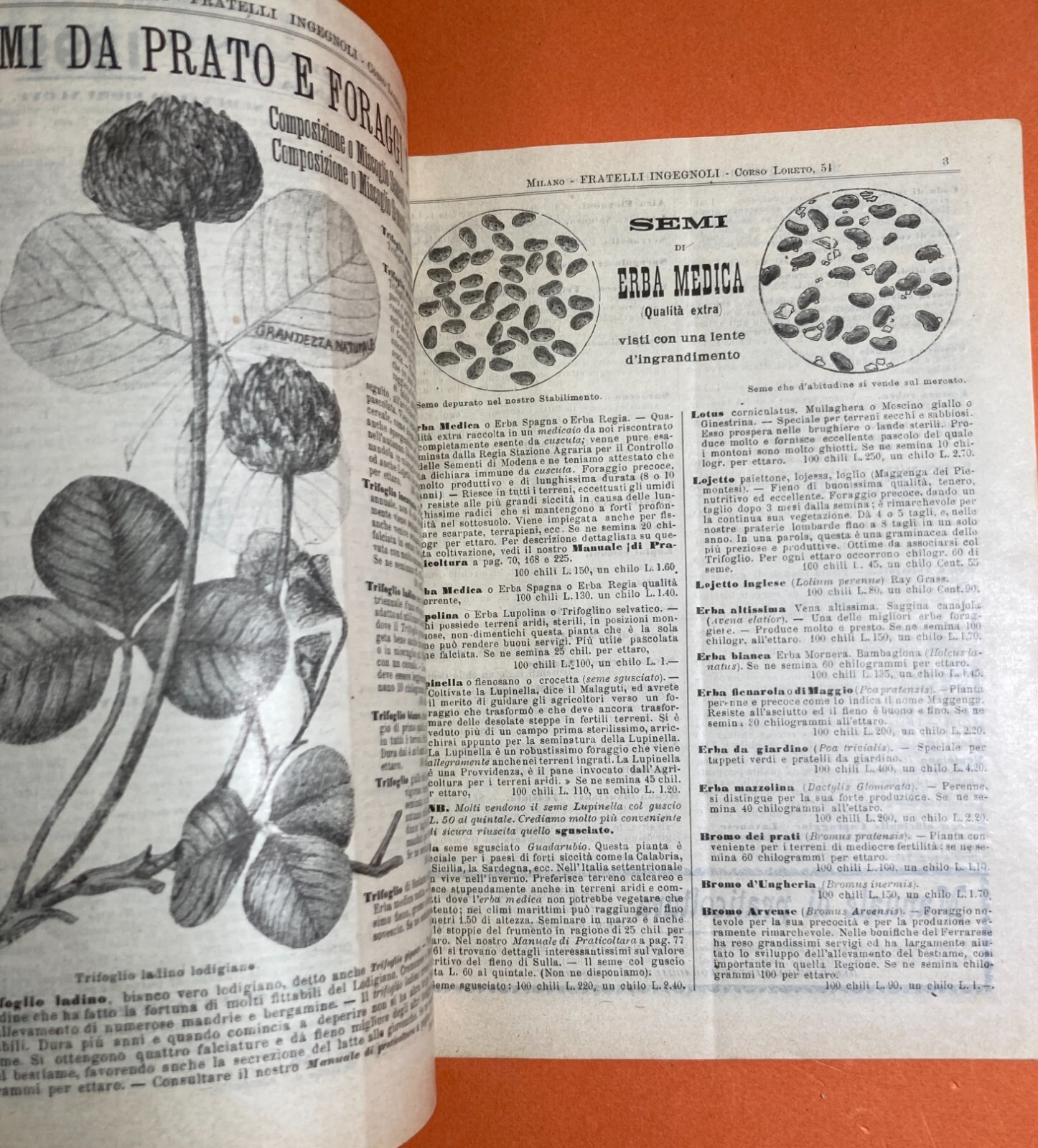 Agraria, Botanica, Ortaggi, Frutta, Fiori, Piante: Antico Catalogo Pubblicitario, 1899