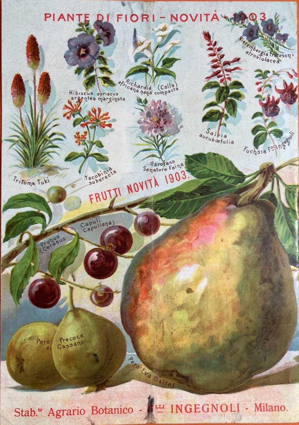 Agraria, Botanica, Ortaggi, Frutta, Fiori, Piante. Antico Catalogo Pubblicitario, 1903