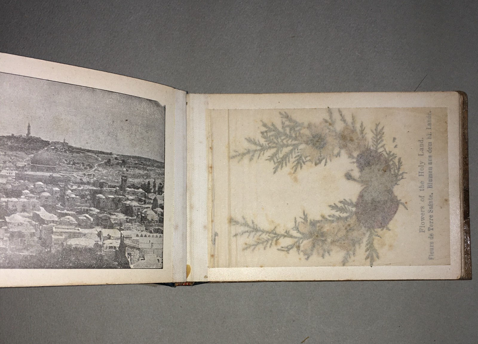 Botanica: Fiori Di Gerusalemme, Antico Erbario Illustrato Fotografico Devozionale