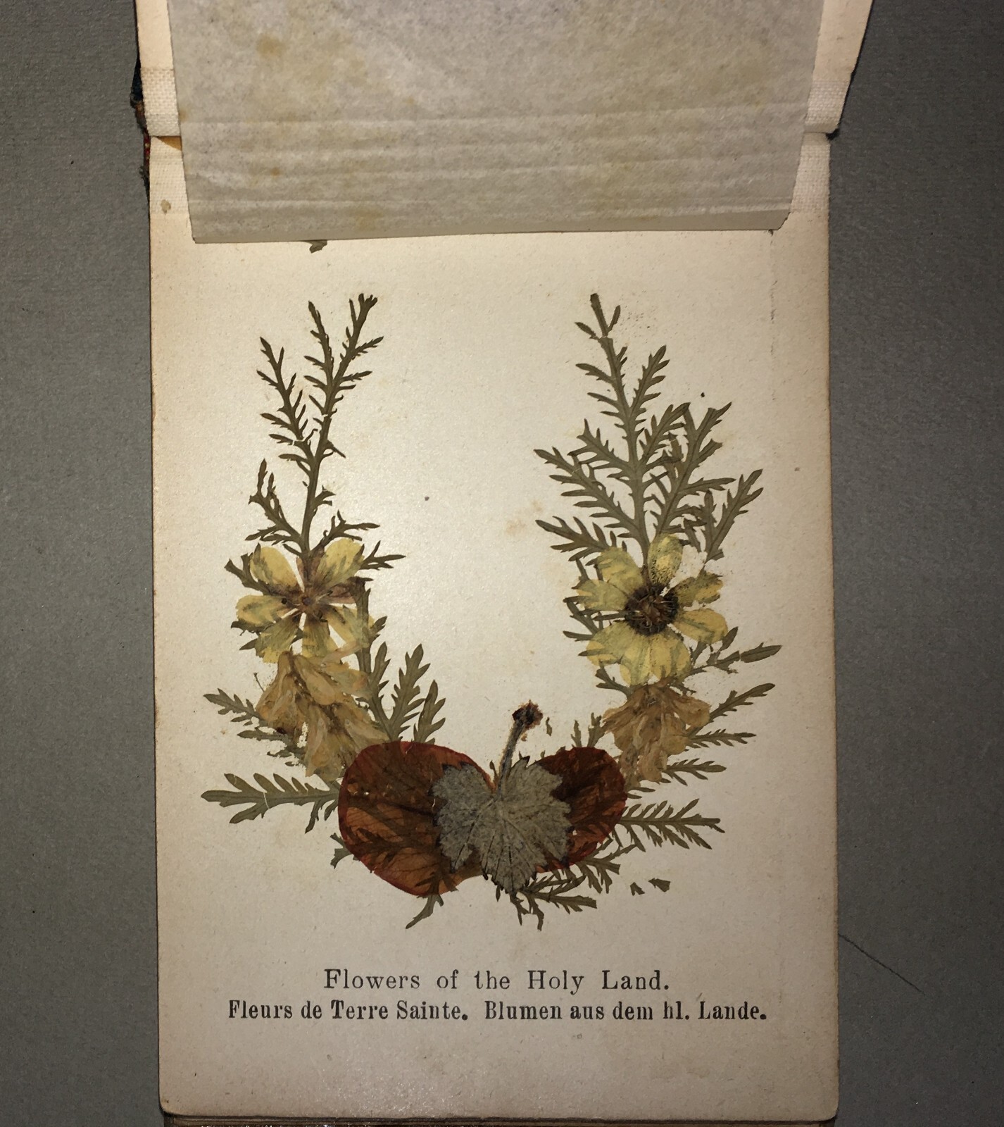 Botanica: Fiori Di Gerusalemme, Antico Erbario Illustrato Fotografico Devozionale