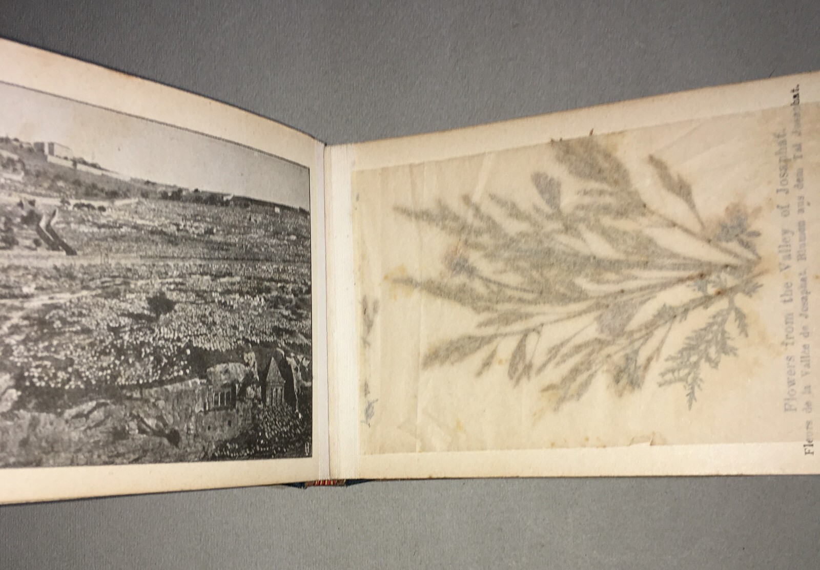 Botanica: Fiori Di Gerusalemme, Antico Erbario Illustrato Fotografico Devozionale