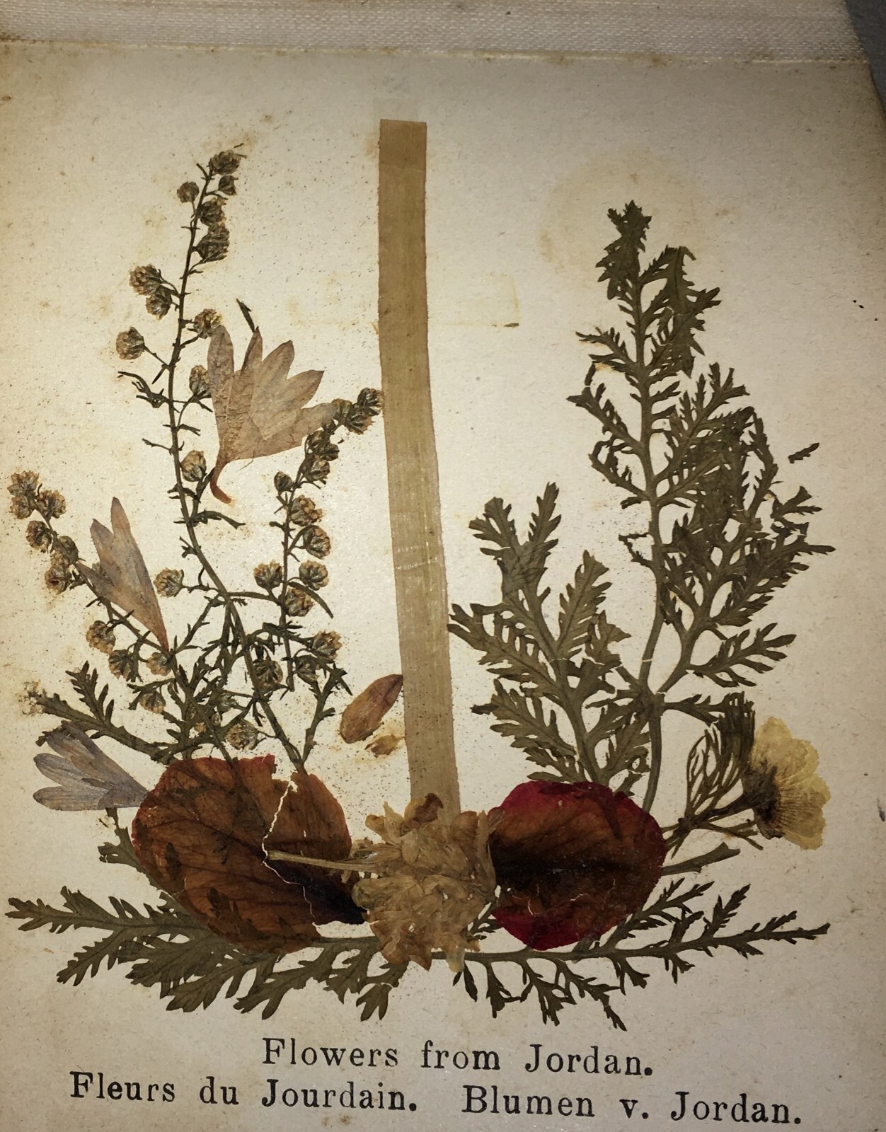 Botanica: Fiori Di Gerusalemme, Antico Erbario Illustrato Fotografico Devozionale