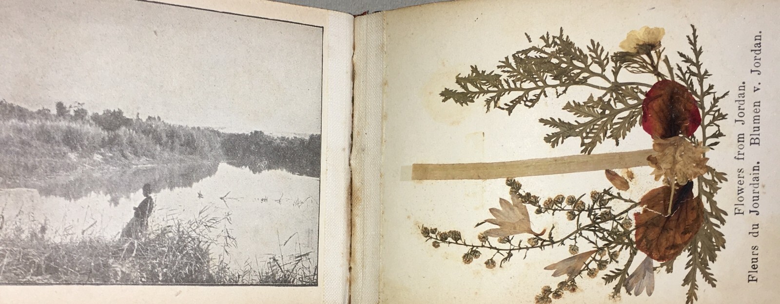 Botanica: Fiori Di Gerusalemme, Antico Erbario Illustrato Fotografico Devozionale