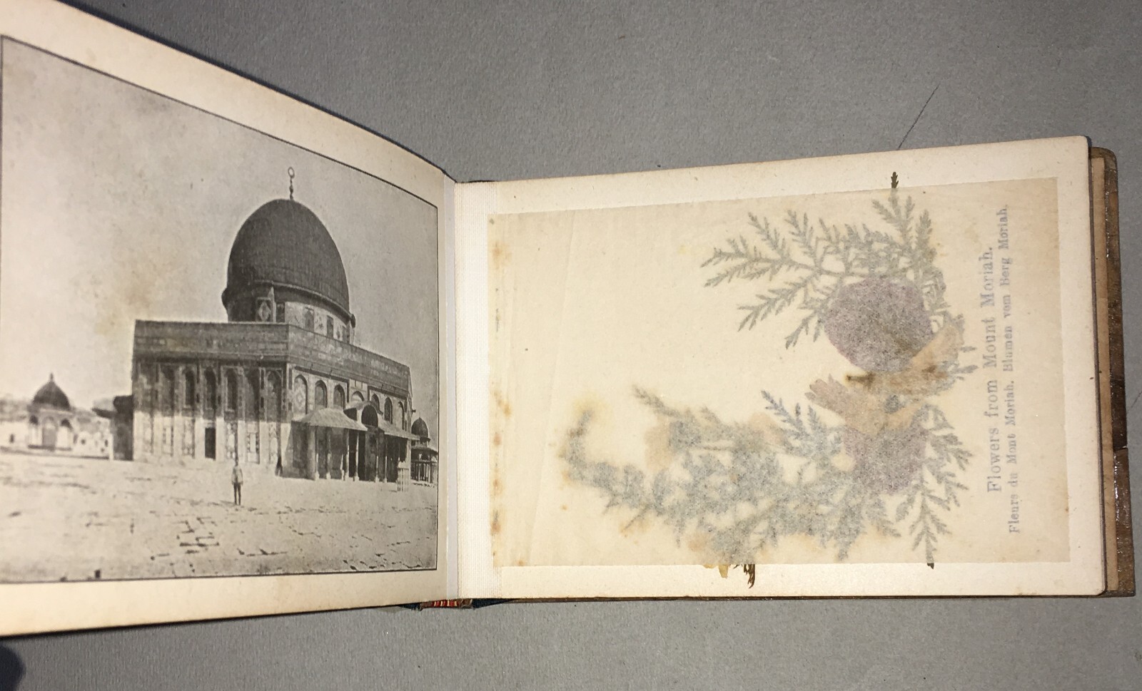 Botanica: Fiori Di Gerusalemme, Antico Erbario Illustrato Fotografico Devozionale