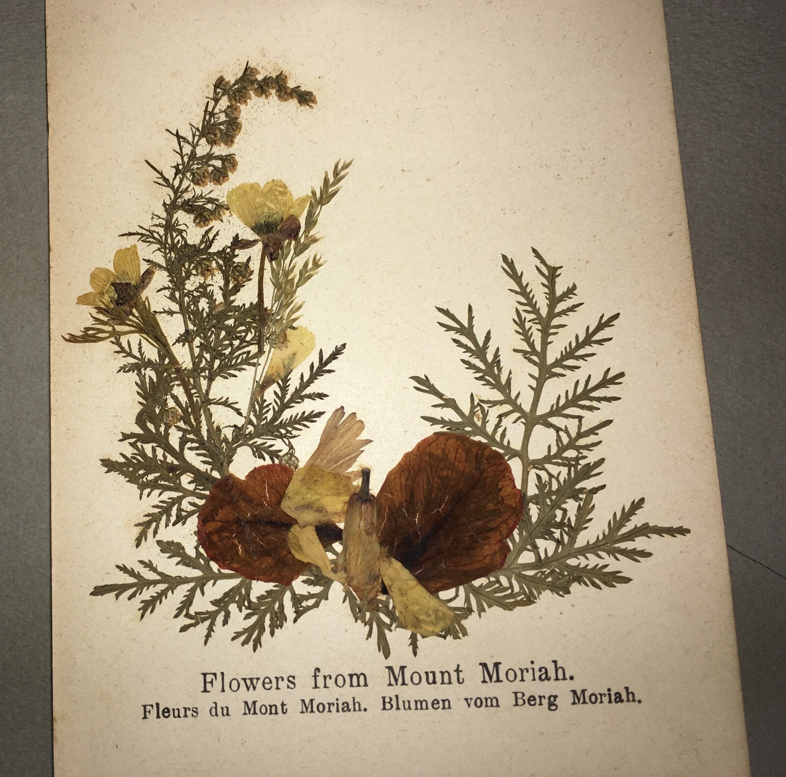 Botanica: Fiori Di Gerusalemme, Antico Erbario Illustrato Fotografico Devozionale