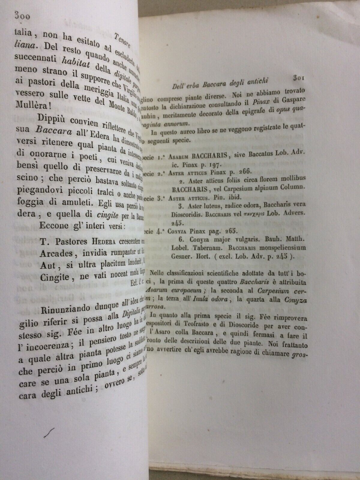 Botanica: Erba Baccara. Tenore, Gussone, Gasparrini. Flora Virgiliana, 1852