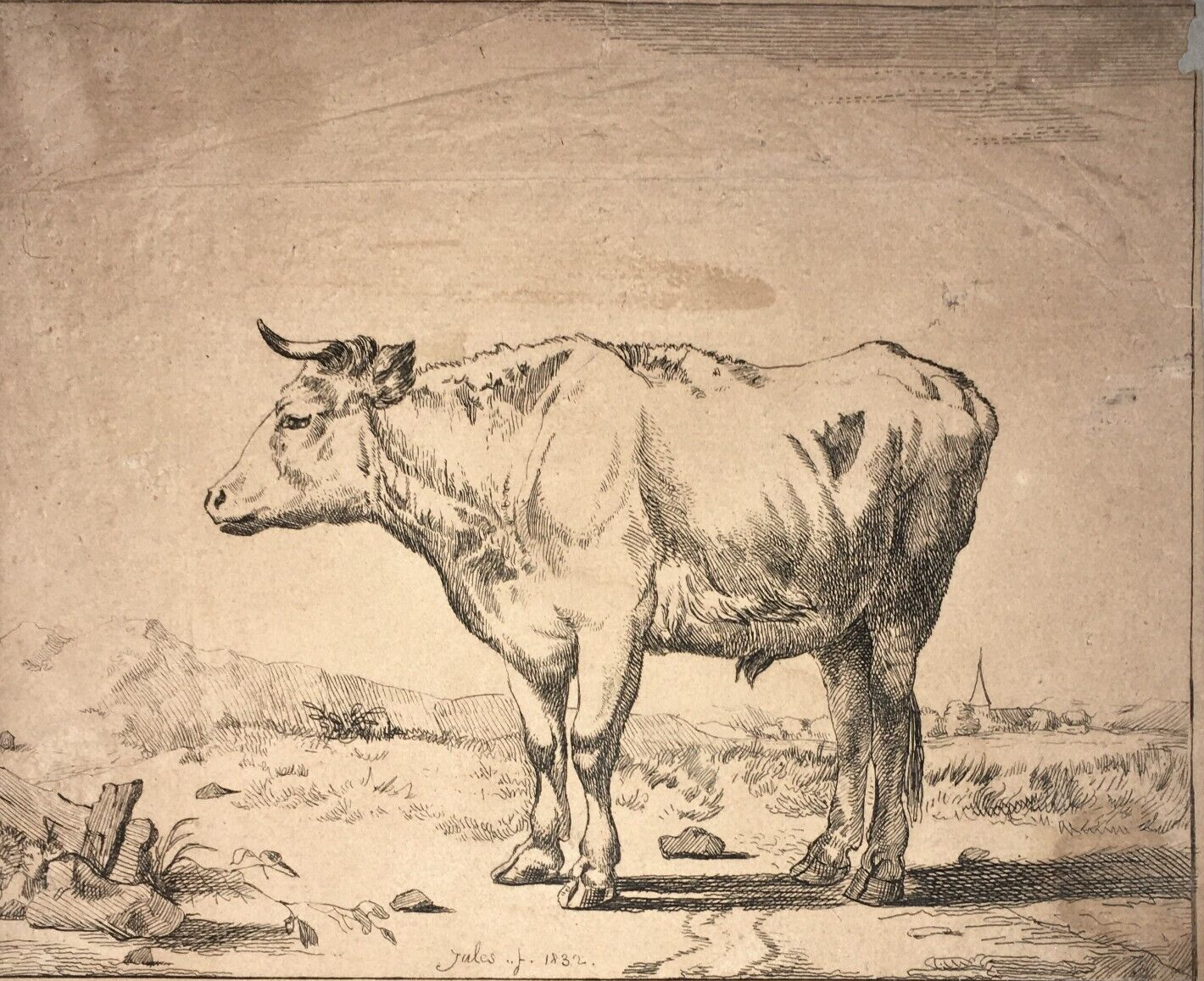 Incisione Antica Raffigurante Un Bovino, Jules, 1832