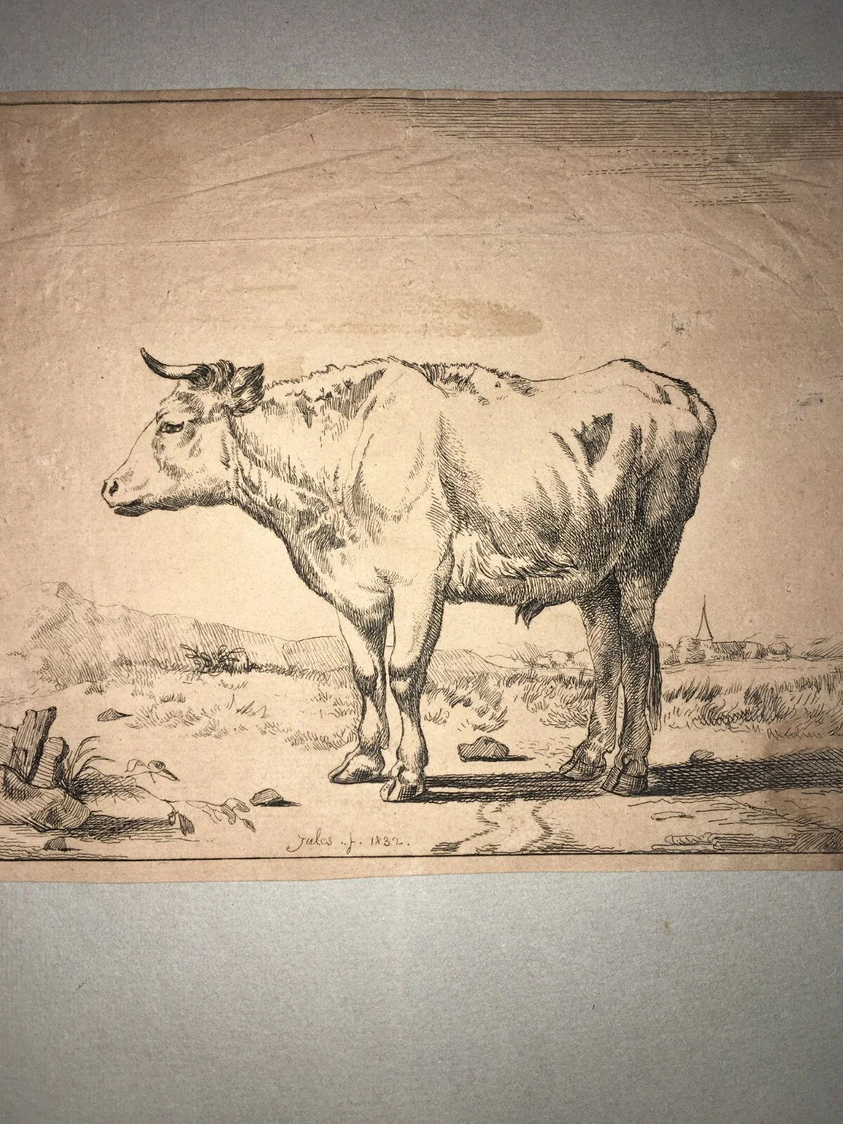 Antique Engraving Depicting a Bovine, Jules, 1832