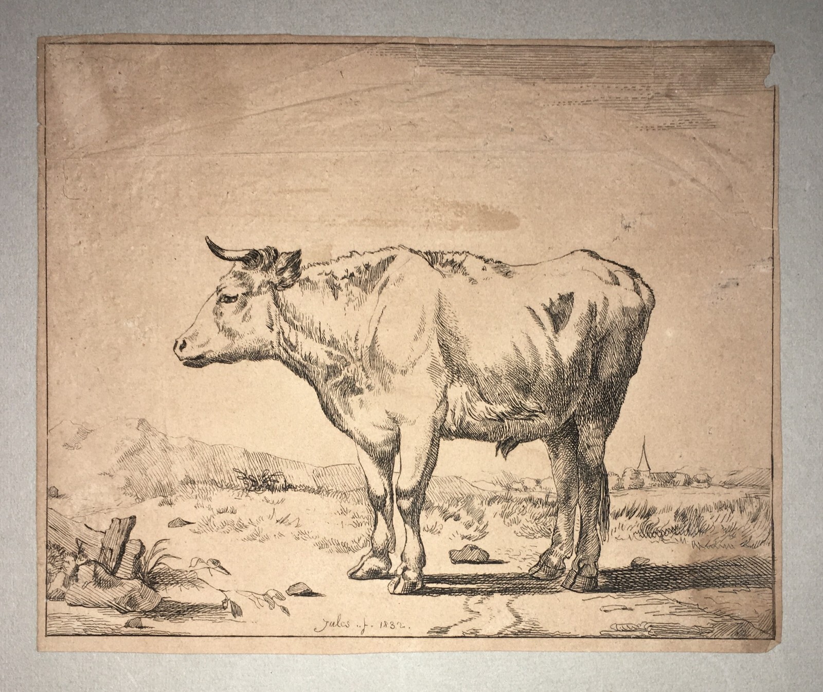 Incisione Antica Raffigurante Un Bovino, Jules, 1832