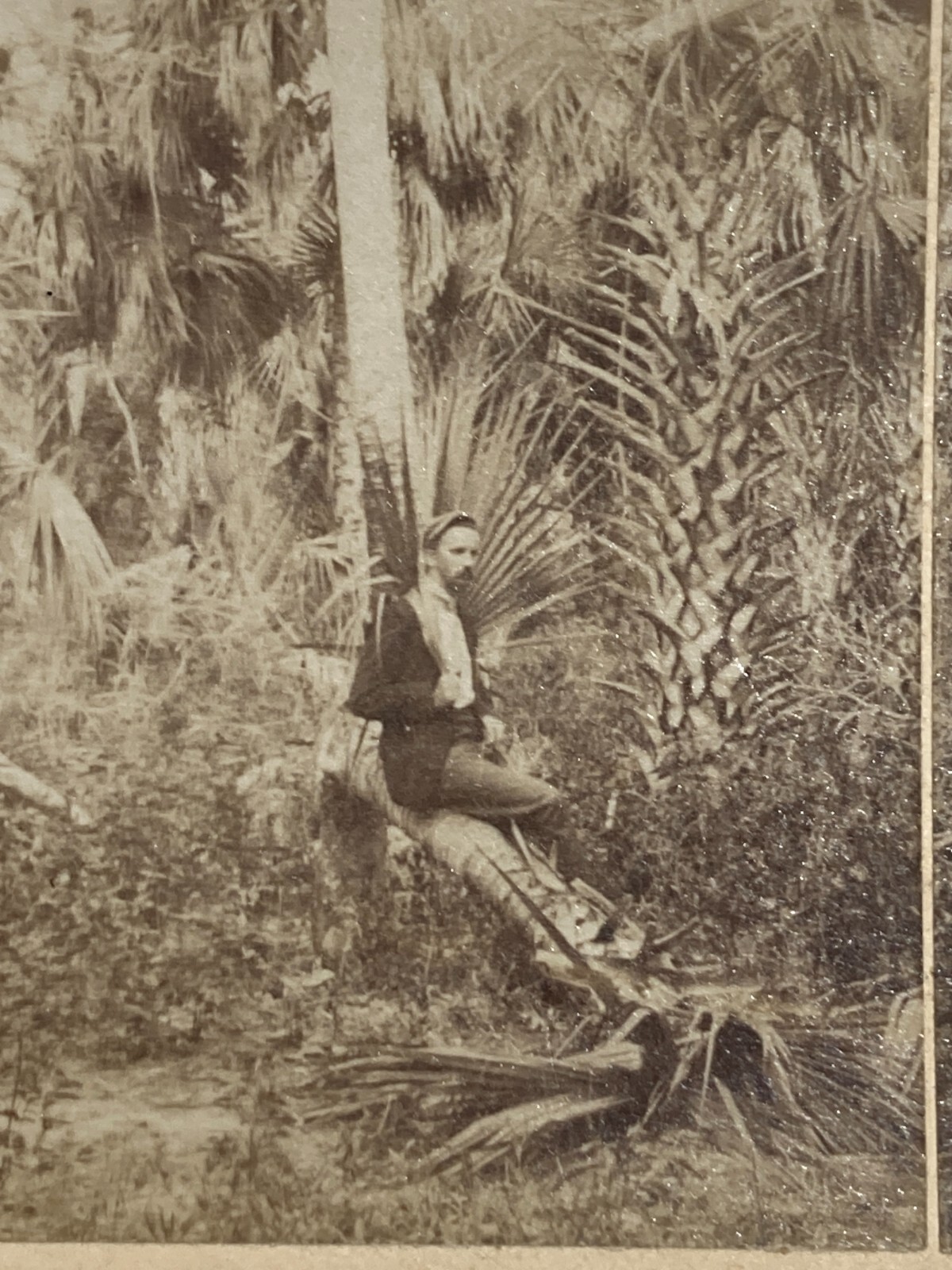 Antica Stereo Fotografia: A Florida Hammock. Littleton View & Co.