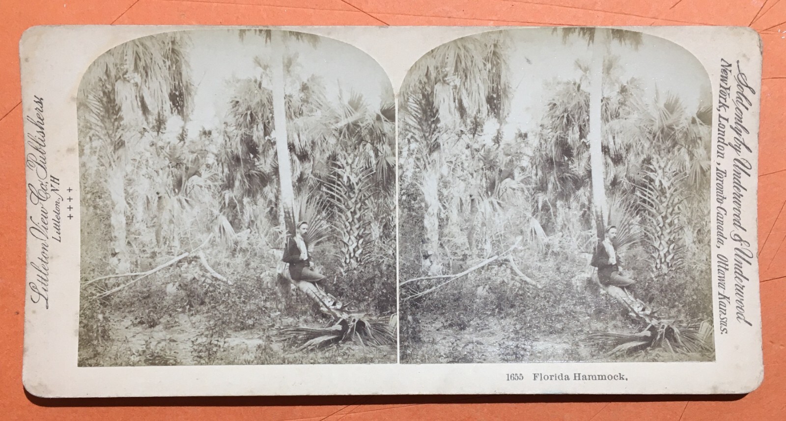 Antica Stereo Fotografia: A Florida Hammock. Littleton View & Co.