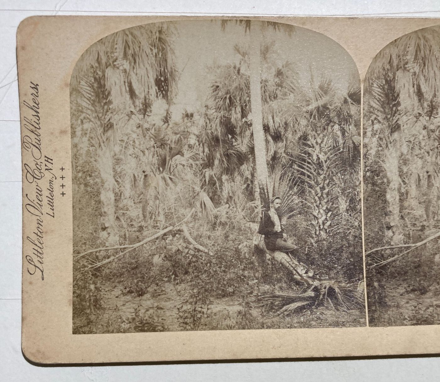 Antica Stereo Fotografia: A Florida Hammock. Littleton View & Co.