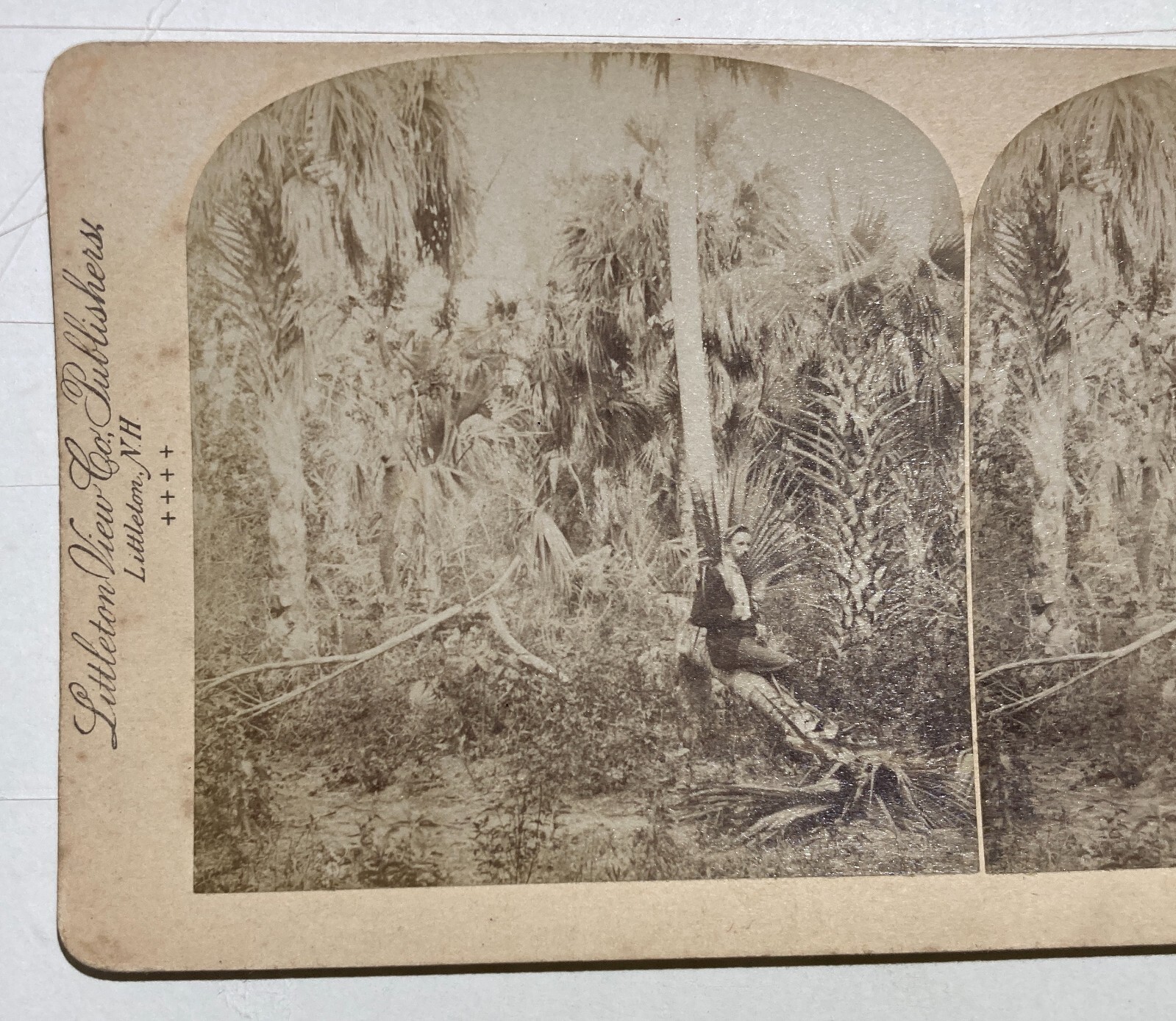 Antica Stereo Fotografia: A Florida Hammock. Littleton View & Co.
