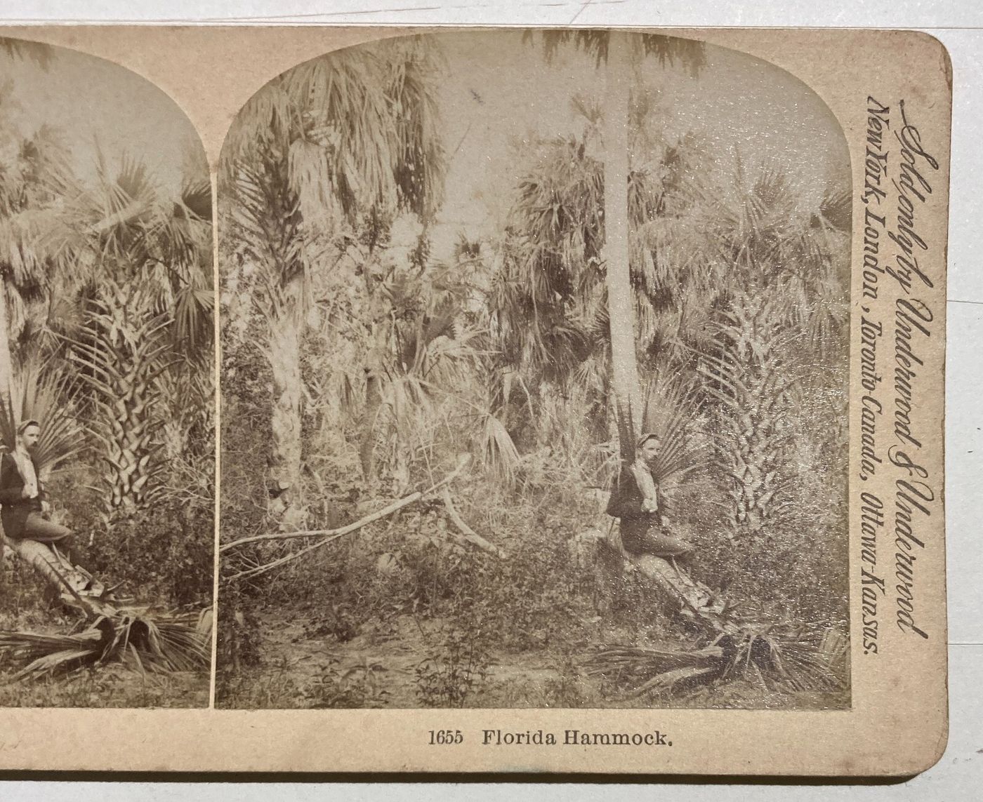 Antica Stereo Fotografia: A Florida Hammock. Littleton View & Co.