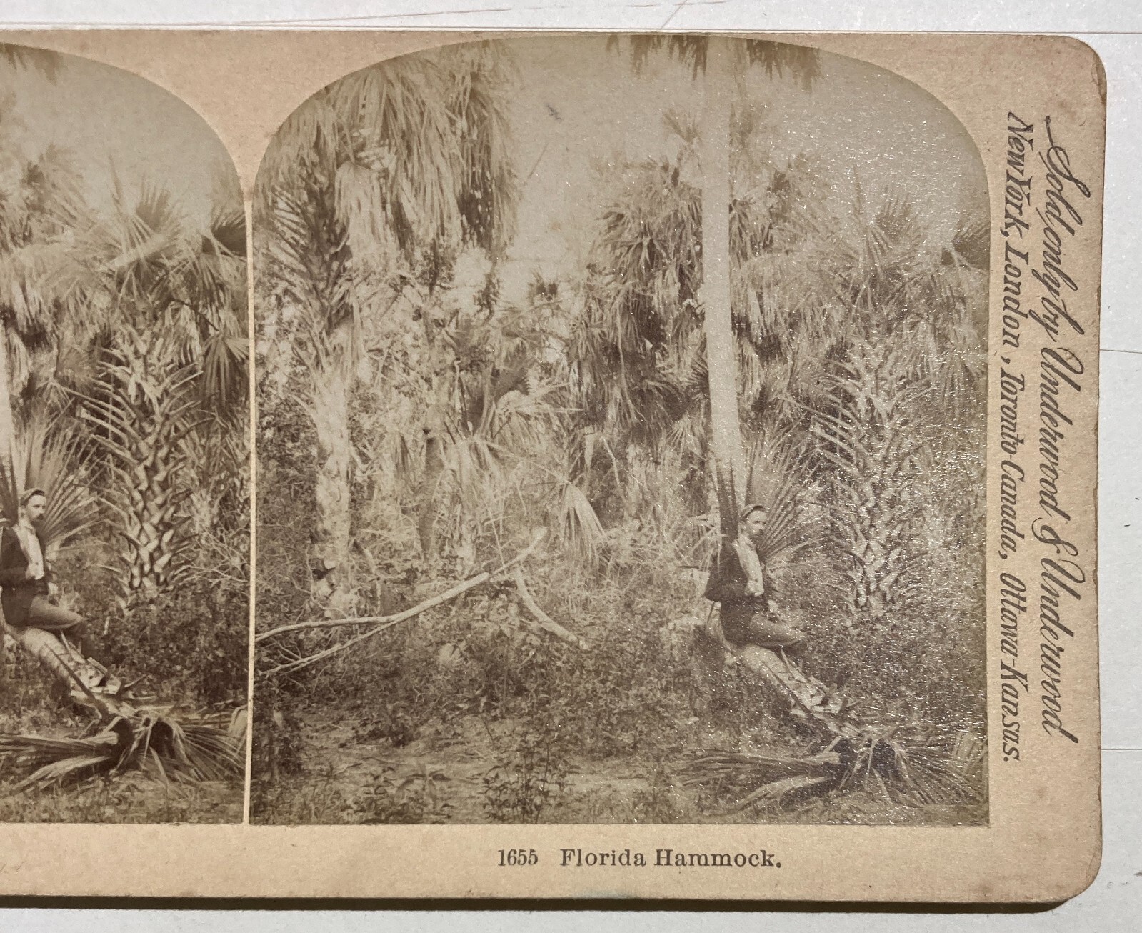 Antica Stereo Fotografia: A Florida Hammock. Littleton View & Co.