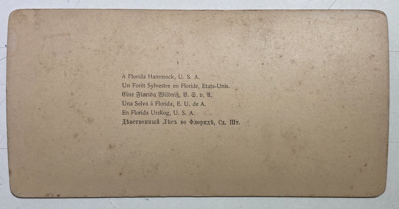 Antica Stereo Fotografia: A Florida Hammock. Littleton View & Co.