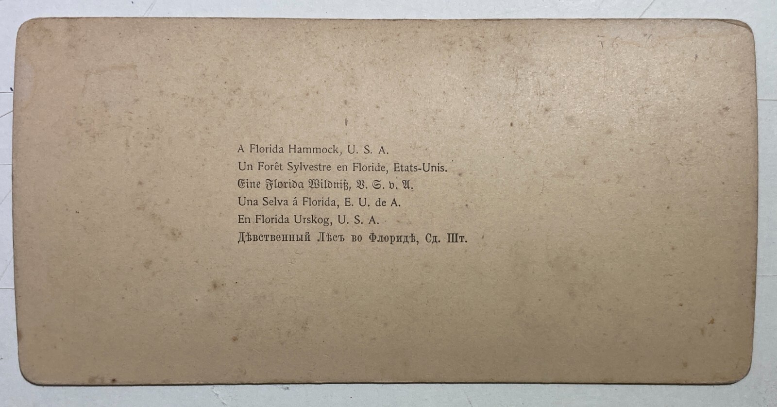 Antica Stereo Fotografia: A Florida Hammock. Littleton View & Co.