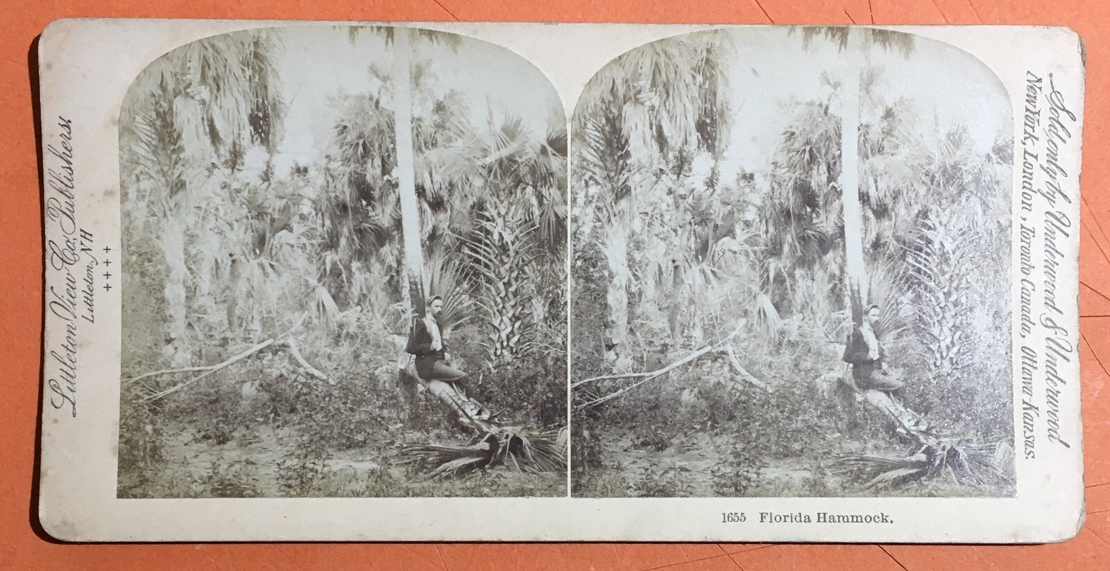Antica Stereo Fotografia: A Florida Hammock. Littleton View & Co.